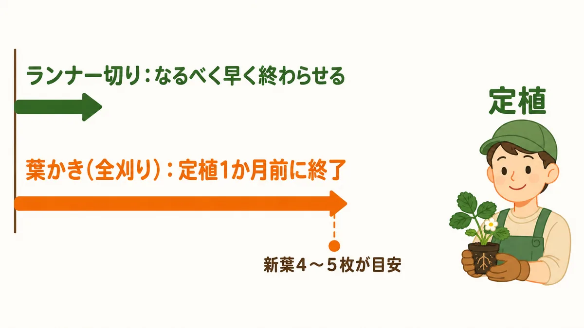 いちご育苗の時系列イラスト。ランナー切りはなるべく早く終わらせる短い矢印、葉かき(全刈り)は定植1か月前まで続けて終了する長い矢印で示し、定植1か月前の地点に新葉4〜5枚が目安というマーカーを添えた図
