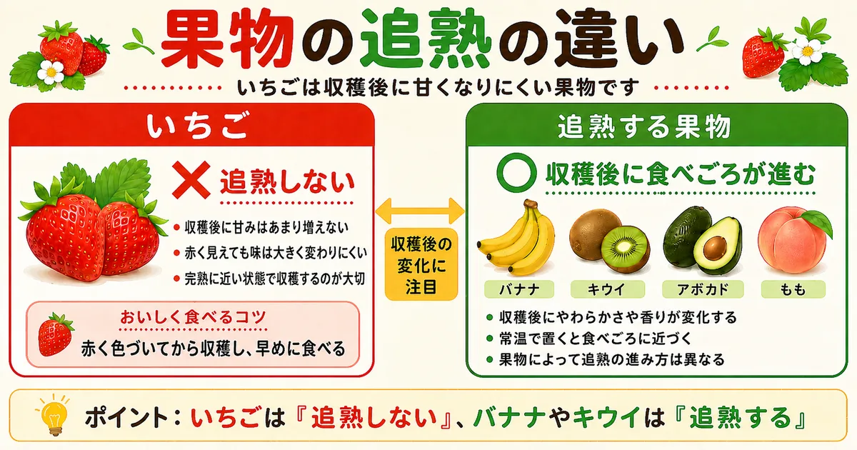 追熟するクライマクテリック型の果物（バナナ・キウイ・アボカド・もも）と、収穫後に同じような追熟をしないいちごの違いを示す比較図。