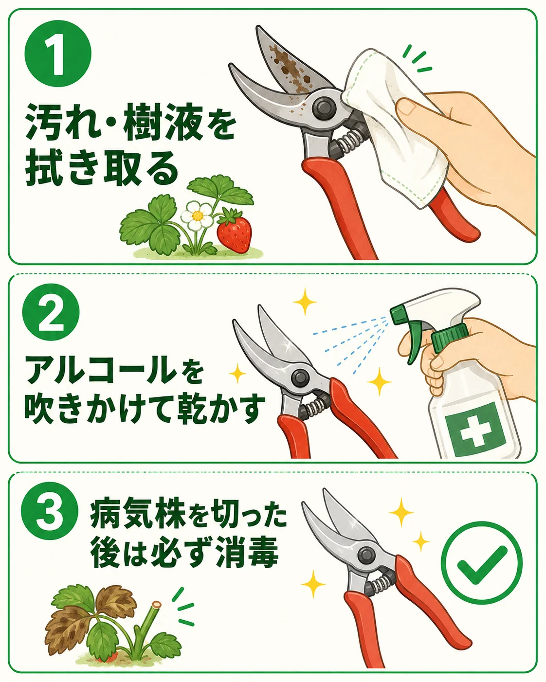 いちごの園芸ばさみを消毒する3ステップ:1.汚れ・樹液を拭き取る、2.アルコールを吹きかけて乾かす、3.病気株を切った後は必ず消毒する