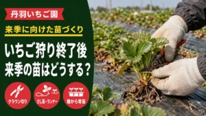 丹羽いちご園、いちご狩り終了後の来季苗づくりのアイキャッチ画像