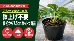 丹羽いちご園の育苗、鉢上げ不要・最初から7.5cmポットで育苗するアイキャッチ画像