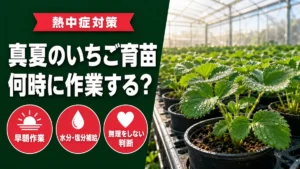 夏の暑さ対策をテーマにした丹羽いちご園のいちご育苗ブログサムネイル。左側に濃い緑のパネルで「熱中症対策」の赤いリボンバッジ、大見出し「真夏のいちご育苗」「何時に作業する？」、赤い丸バッジ3つ「早朝作業」「水分・塩分補給」「無理をしない判断」を表示。右側はハウス内で朝露のついたいちご苗の鉢植えの写真。