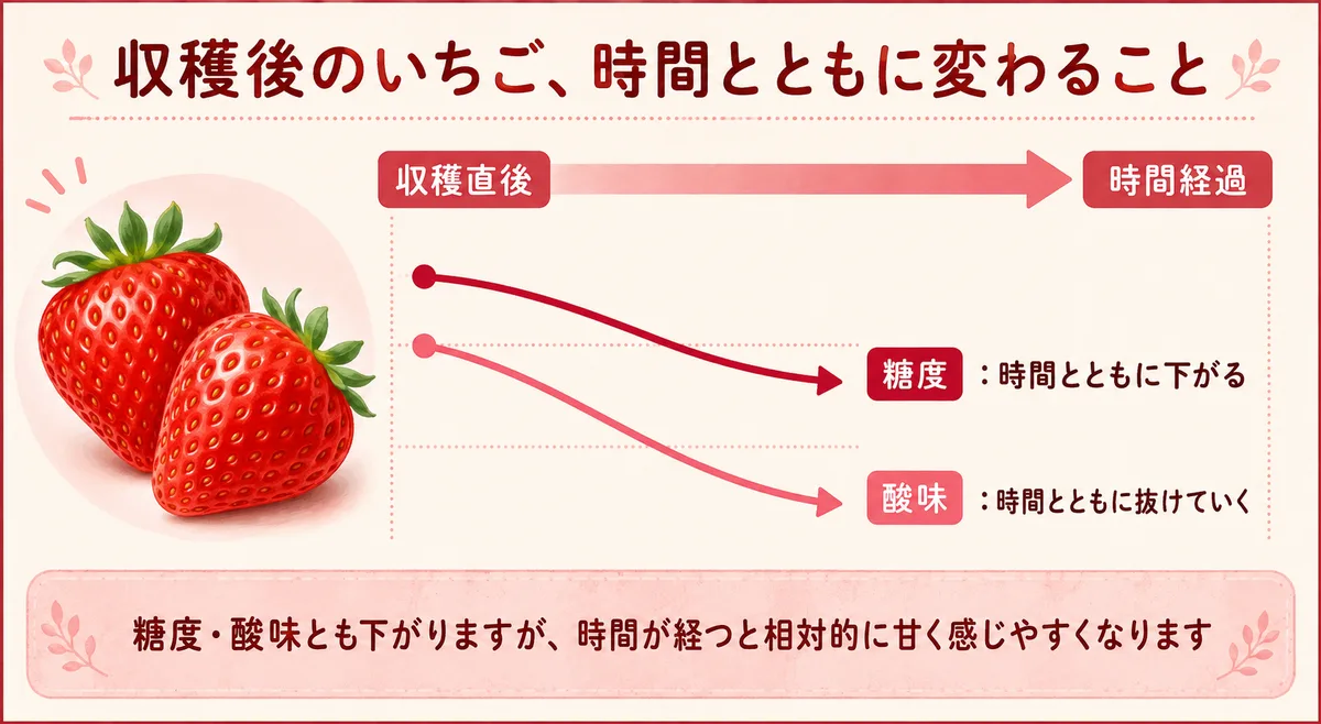 収穫後のいちごでは糖度が時間とともに低下し、酸味や香りの変化によって相対的に甘く感じることがあると示す図。