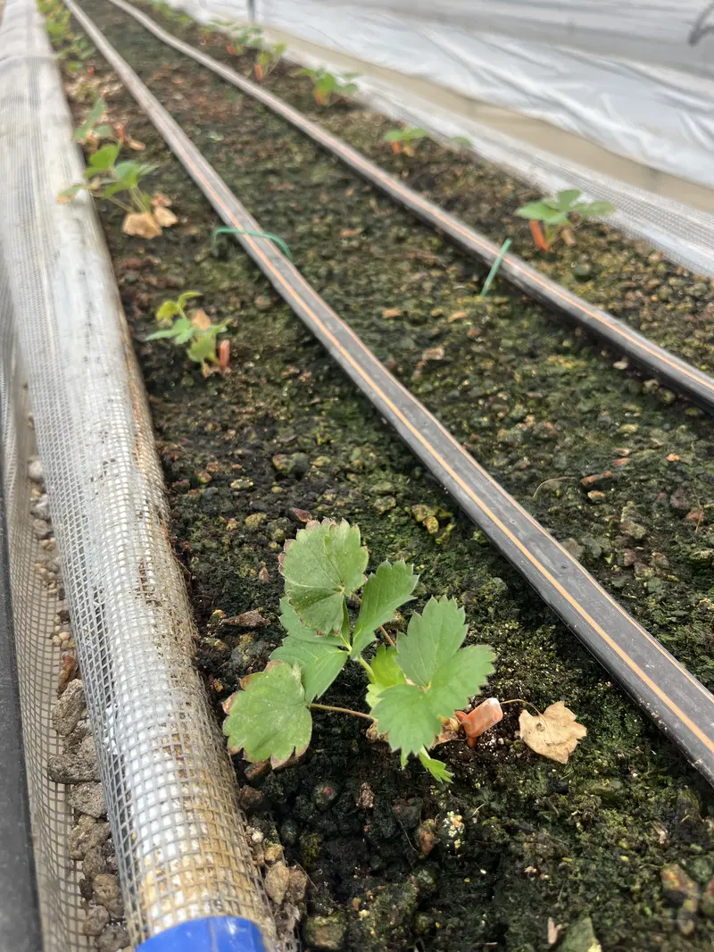 早期定植から2週間後のいちご苗。株元にランナーピンを挿して露出した根を押さえている様子