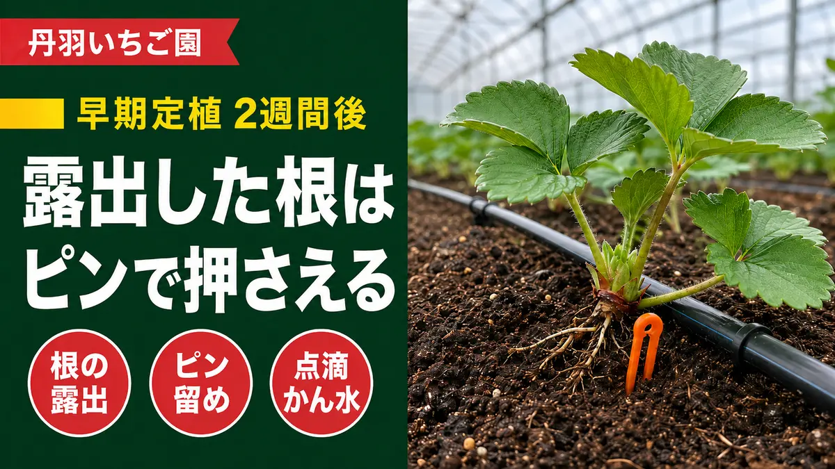 丹羽いちご園、早期定植2週間後に露出した根をランナーピンで押さえるアイキャッチ画像