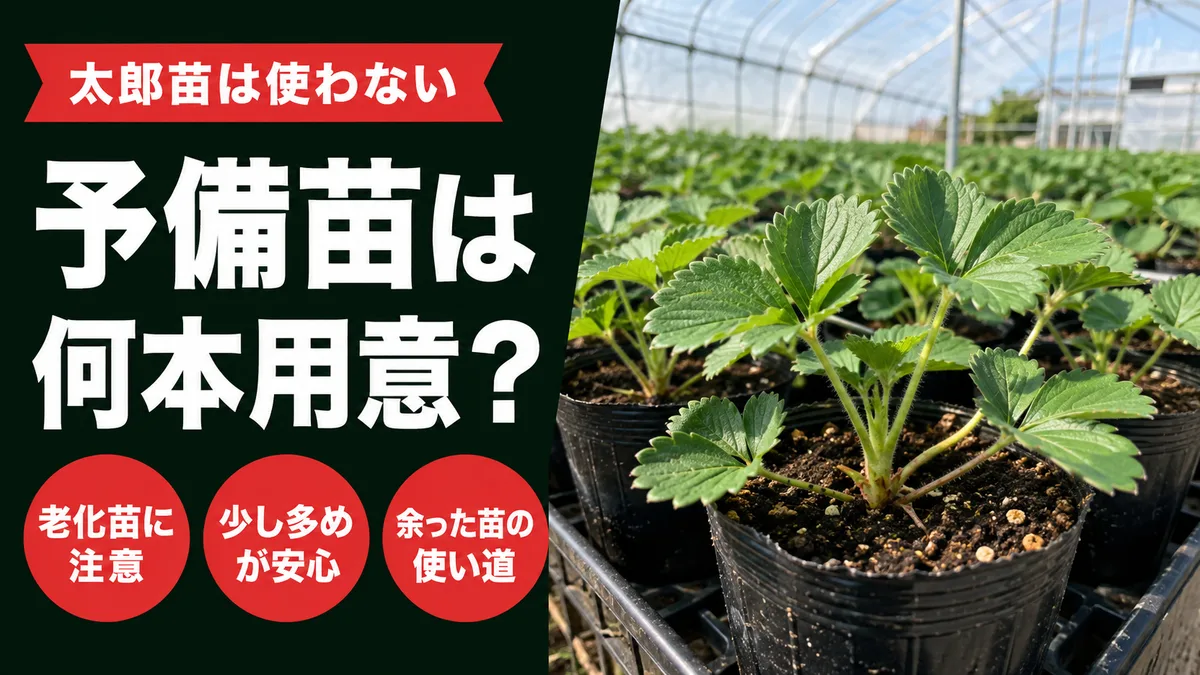 予備苗は何本用意?丹羽いちご園が歩留まりを見て苗数を決める理由のアイキャッチ画像
