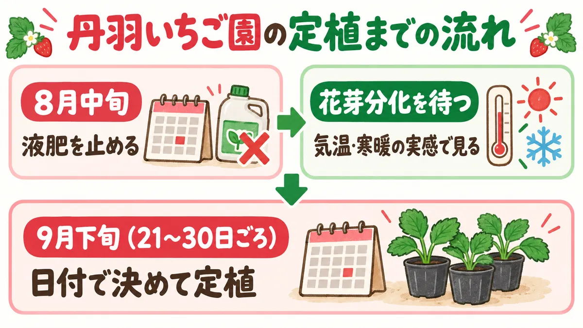 丹羽いちご園の定植までの流れ。8月中旬に液肥を止め、花芽分化を待つ間は気温・寒暖の実感で見て、9月下旬(21〜30日ごろ)に日付で決めて定植する。