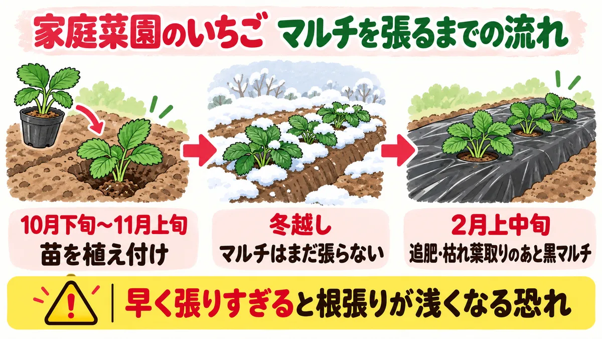 家庭菜園のいちごでマルチを張るまでの流れ。10月下旬〜11月上旬に苗を植え付け、冬越しの間はマルチをまだ張らず、2月上中旬に追肥・枯れ葉取りのあと黒マルチを張る。早く張りすぎると根張りが浅くなる恐れがある。