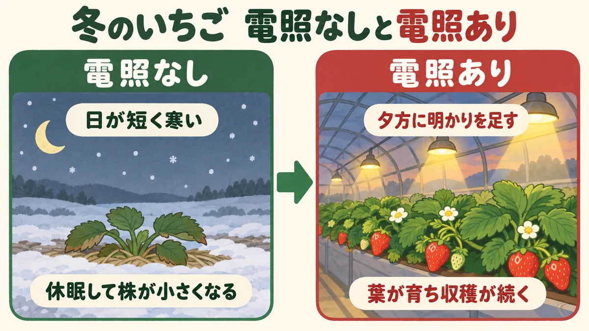 冬のいちごを電照なしと電照ありで比べた図。電照なしは日が短く寒い中で休眠して株が小さくなり、電照ありは夕方に明かりを足して葉が育つ。休眠を避けるには日照時間の延長と温度管理を組み合わせる