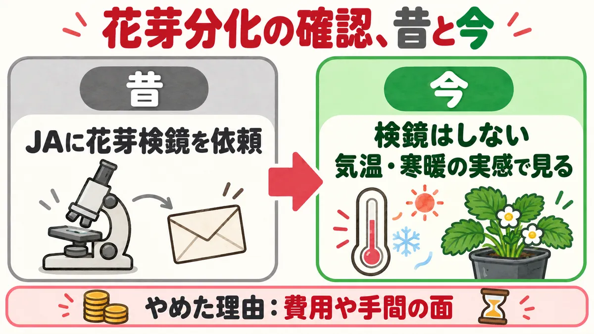 花芽分化の確認の昔と今の比較。昔はJAに花芽検鏡を依頼していた。今は検鏡をせず、気温・寒暖の実感で見ている。やめた理由は費用や手間の面。
