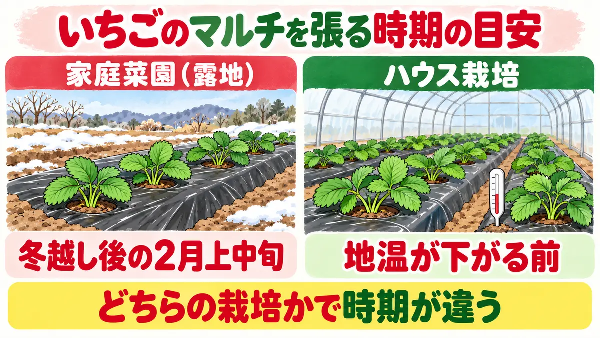いちごのマルチを張る時期の目安の比較。家庭菜園（露地）は冬越し後の2月上中旬、ハウス栽培は地温が下がる前。どちらの栽培かで時期が違う。