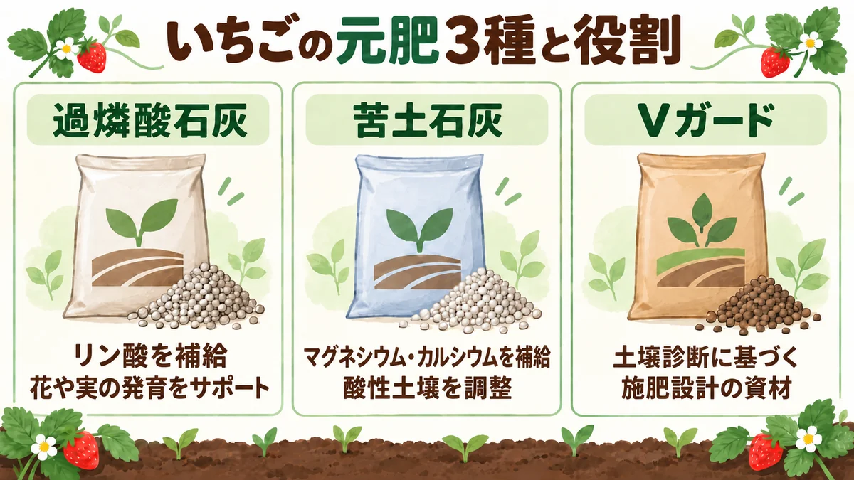 いちごの元肥3種（過燐酸石灰・苦土石灰・Vガード）の役割比較図。過燐酸石灰はリン酸を補給し花や実の発育をサポート、苦土石灰はマグネシウム・カルシウムを補給し酸性土壌を調整、丹羽いちご園では土壌診断に応じてVガードを選んでいる