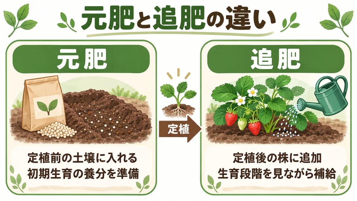 元肥と追肥の違いを示す比較図。元肥は定植前の土壌に入れ初期生育の養分を準備、追肥は定植後の株に追加し生育段階を見ながら補給する