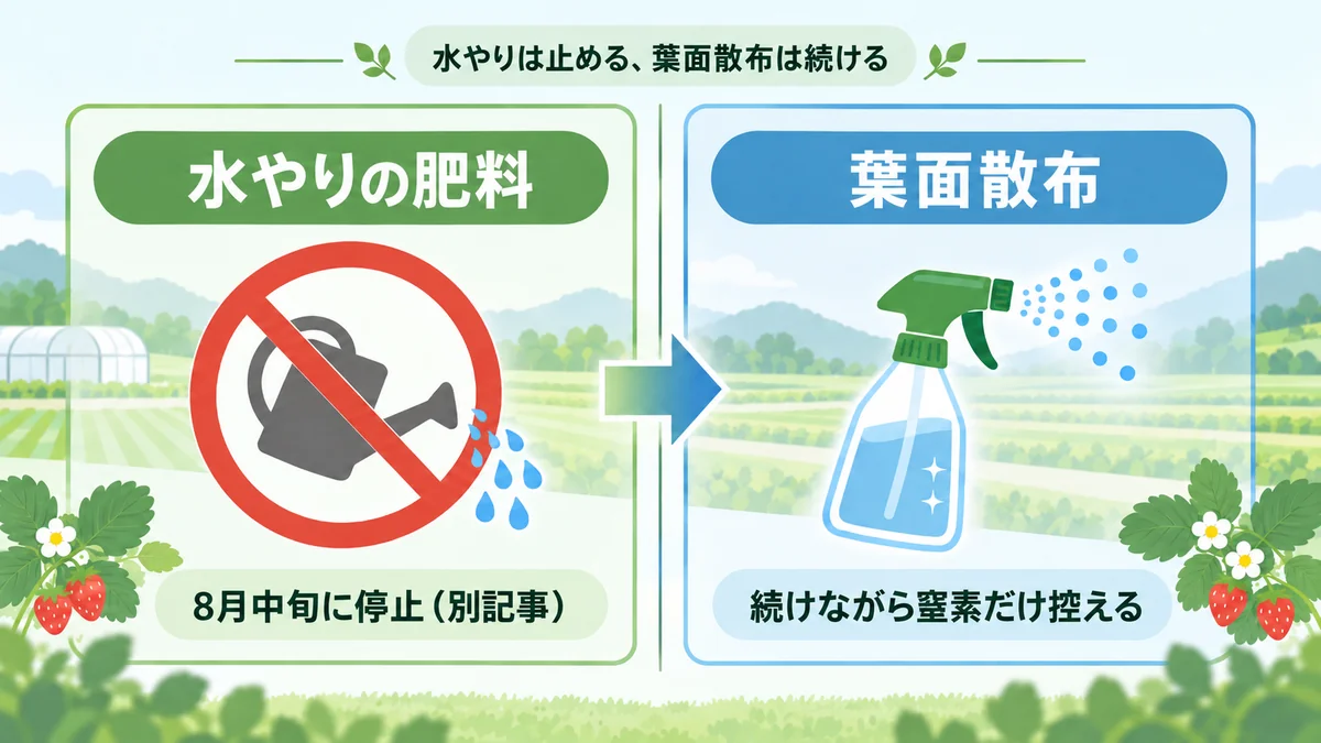 灌水に混ぜる肥料は8月中旬に停止し、葉面散布は続けながら窒素だけを控える調整をしているという役割分担を示す対比図