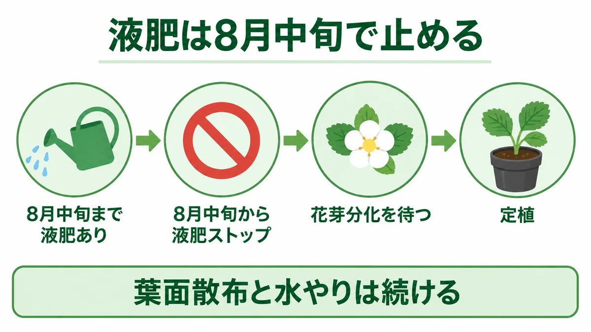 いちご育苗後半の管理スケジュール図。8月中旬に液肥を止め、葉面散布は続け、その後に花芽分化、9月以降に定植という流れを時系列で示している