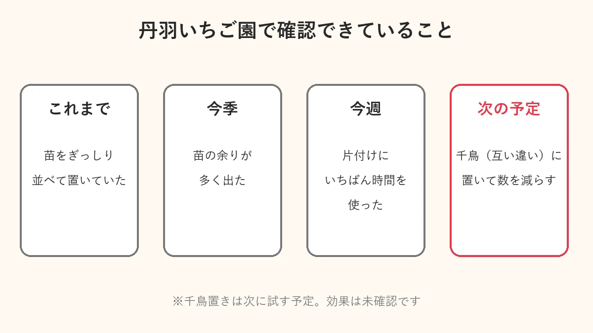 丹羽いちご園で確認できていること。これまでは苗をぎっしり並べて置いていた。今季は苗の余りが多く出た。今週は片付けにいちばん時間を使った。次は千鳥に置いて数を減らす予定で、効果は未確認。