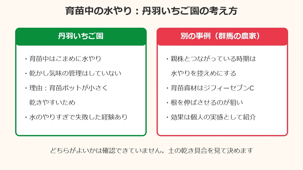育苗中の水やりの比較。丹羽いちご園は育苗ポットが小さく乾きやすいためこまめに水やりし、水のやりすぎで失敗した経験もある。群馬の農家は、親株とつながっている時期に育苗資材ジフィーセブンCを使って水やりを控えめにし、根を伸ばさせている。どちらがよいかは確認できていない。
