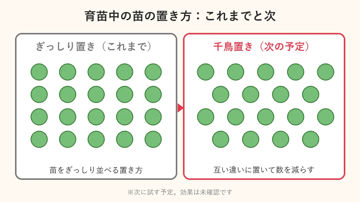 育苗中の苗の置き方の比較。これまではぎっしり置き。次は千鳥(互い違い)に置いて数を減らす予定で、効果は未確認。