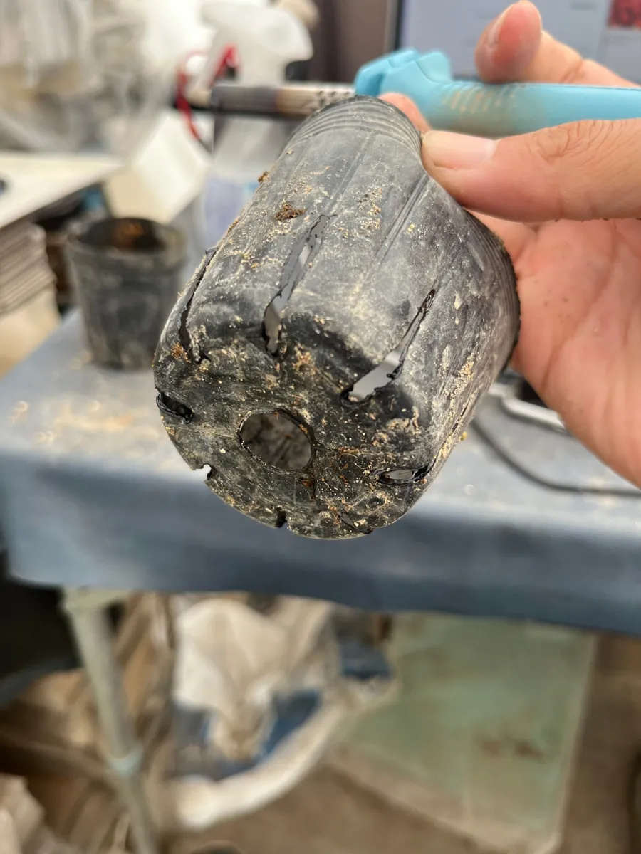 丹羽いちご園で使っている黒い育苗ポットを手に持った写真。底の穴のほか、底に近い側面に縦のスリットが入っている。