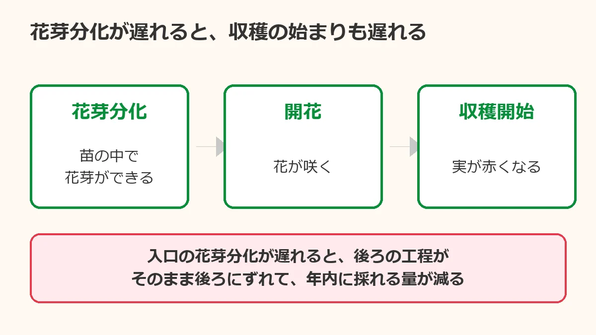 花芽分化、開花、収穫開始の3つの工程が順に並び、花芽分化が遅れると後ろの工程もずれやすいことを示した図